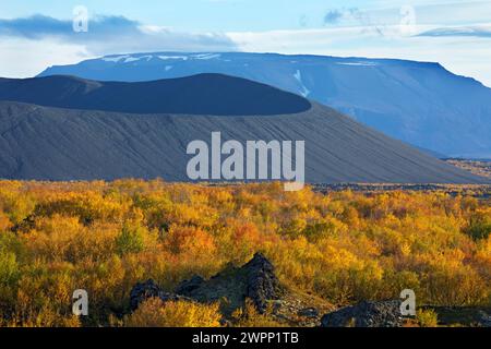Blick über herbstliche gelbe Birken bis zum Krater des Vulkans Hverfell. Dahinter befindet sich der teilweise schneebedeckte Blafjall. Stockfoto