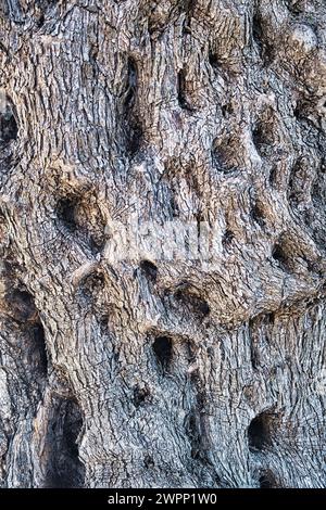 Textur der Rinde des Stammes eines alten Olivenbaums (olea) Stockfoto