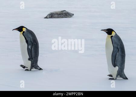 Antarktis, Rossmeer, McMurdo Sound entlang der schnellen Eiskante bei 77° 52,40 S 166° 42,44 E. Kaiserpinguine (Aptenodytes fosteri) -25° c Weddell Seehunde. Stockfoto