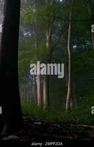 Nebel im Buchenwald Stockfoto