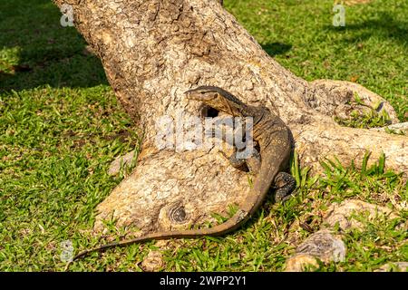 Monitor Echse Varanus salvator im Lumphini Park in Bangkok, Thailand, Asien Stockfoto