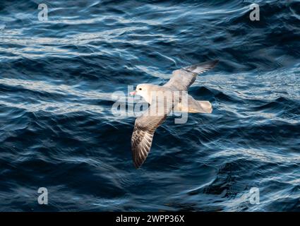 Ein südlicher Fulmar (Fulmarus glazialoides), der über den Ozean fliegt. Antarktis. Stockfoto