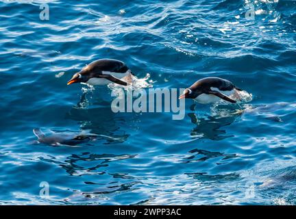 Zwei Gentoo-Pinguine (Pygoscelis papua), die über Wasser springen. Antarktis. Stockfoto