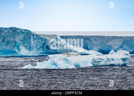 Eine Gruppe Pinguine, die auf einem schwimmenden Eisberg ruhen. Antarktis. Stockfoto