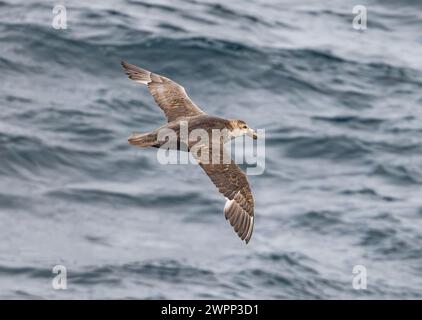 Ein südlicher Riesensturmvogel (Macronectes giganteus), der über den Ozean fliegt. Antarktis. Stockfoto