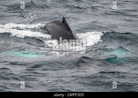 Der Rücken eines Buckelwals (Megaptera novaeangliae). Antarktis. Stockfoto