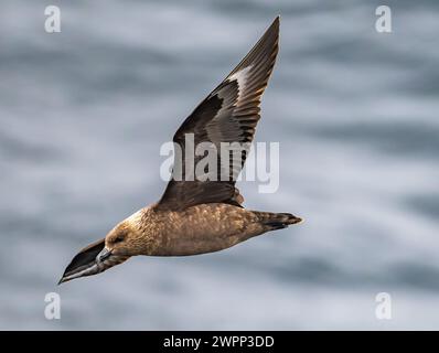 Eine Südpolarskua (Stercorarius maccormicki), die über den Ozean fliegt. Antarktis. Stockfoto