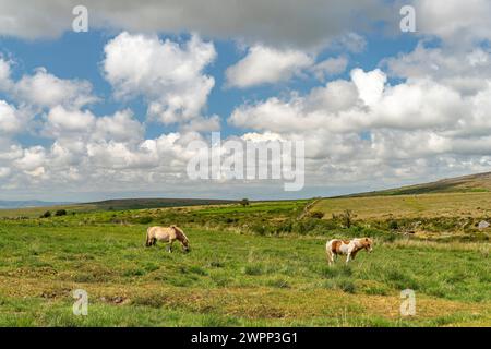 Ponys auf dem Land bei Merrivale, Dartmoor, Devon, England, Großbritannien, Europa Stockfoto