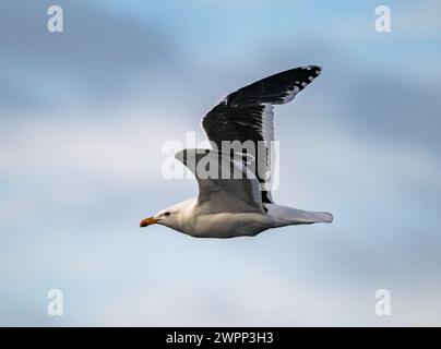 Eine Kelpmöwe (Larus dominicanus), die überfliegt. Antarktis. Stockfoto