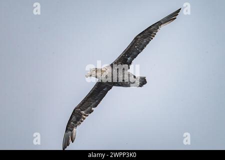 Ein südlicher Riesensturmvogel (Macronectes giganteus) fliegt. Antarktis. Stockfoto