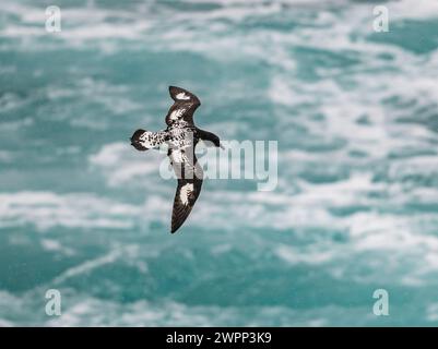 Ein Cape Petrel (Daption Capense), der über den Ozean fliegt. Antarktis. Stockfoto