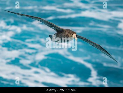 Ein südlicher Riesensturmvogel (Macronectes giganteus) fliegt. Antarktis. Stockfoto