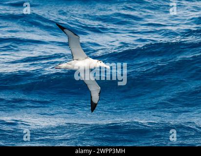 Ein Antipodean Albatros (Diomedea antipodensis), der über den Ozean fliegt. Antarktis. Stockfoto