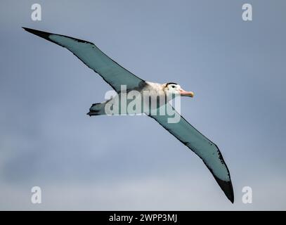 Ein Antipodean Albatros (Diomedea antipodensis), der überfliegt. Antarktis. Stockfoto