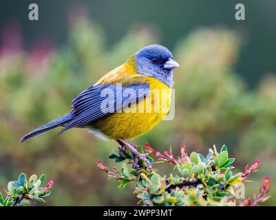 Ein Patagonischer Sierra Finch (Phrygilus patagonicus), der auf einem Busch thront. Ushuaia, Argentinien. Stockfoto