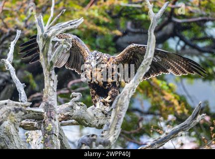 Ein unreifer Bussardadler mit schwarzem Oberkörper (Geranoaetus melanoleucus), der auf einem Baum thront. Ushuaia, Tierra del Fuego Nationalpark, Argentinien. Stockfoto