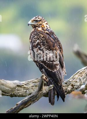 Ein unreifer Bussardadler mit schwarzem Oberkörper (Geranoaetus melanoleucus), der auf einem Baum thront. Ushuaia, Tierra del Fuego Nationalpark, Argentinien. Stockfoto