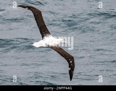 Ein Northern Royal Albatross (Diomedea sanfordi), der über den Ozean fliegt. Pazifik, vor der Küste Chiles. Stockfoto