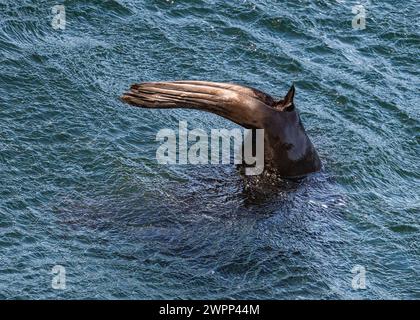 Details der Hinterbeine einer südamerikanischen Pelzrobbe (Arctocephalus australis). Pazifik, vor der Küste Chiles. Stockfoto