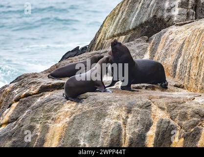 Ein junger südamerikanischer Pelzrobben (Arctocephalus australis), der um Nahrung bettelt. Chile. Stockfoto