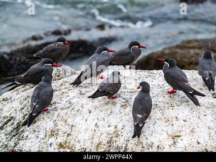 Eine Gruppe Inka-Terns (Larosterna inca), die auf einem Felsvorsprung steht. Chile. Stockfoto