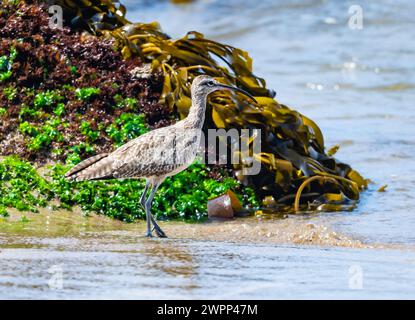 Ein Whimbrel (Numenius phaeopus), der am Strand auf Nahrungssuche ist. Chile. Stockfoto