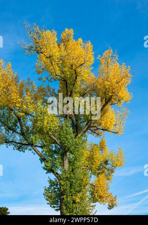 Filderstadt - Bonlanden, schwarze Pappel mit Herbstlaub im Bombachtal. Die schwarze Pappel (Populus nigra) ist eine Pflanzenart der Pappelgattung (Populus) aus der Familie der Weiden (Salicaceae). Sie kommt in Eurasien und Nordafrika vor. Stockfoto