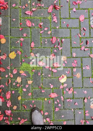 Verschiedene bunte Herbstblätter vom Kirschbaum und der japanischen Pflaumenbaum sowie Haselnussblätter sind nach einem Regenschauer mit Moos auf die Pflastersteine gefallen, Gummistiefel im Vordergrund am Bildrand Stockfoto