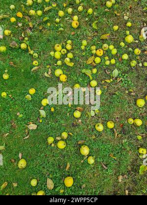 Grüne und gelbe Äpfel liegen auf einem grünen Rasen, Gartenarbeit, Apfelernte, Herbstzeit, Erntezeit, Deutschland Stockfoto