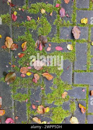 Bunte Herbstblätter auf moosbedeckten Pflastersteinen nach einem Regenschauer Stockfoto