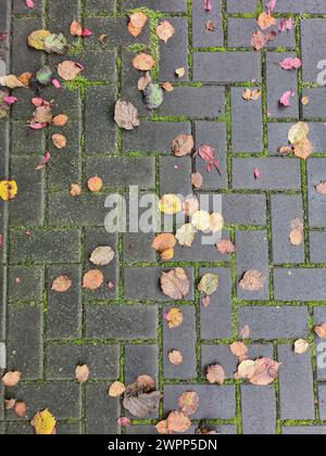 Verschiedene bunte Herbstblätter sind nach einem Regenschauer auf die Pflastersteine gefallen, Gelenke mit Moos bewachsen, Rutschgefahr, Deutschland Stockfoto