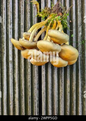 Frisch angebaute Pilze liegen in einem Haufen auf dem Holzboden der Terrasse Stockfoto