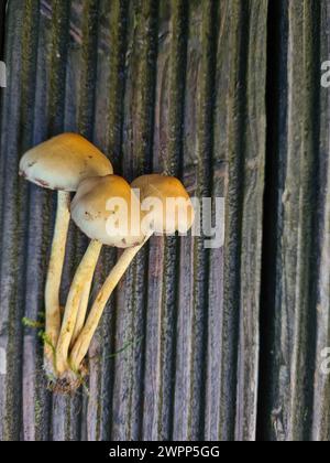 Frisch angebaute Pilze liegen in einem Haufen auf dem Holzboden der Terrasse Stockfoto