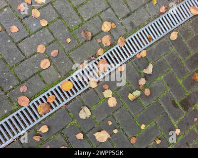 Verschiedene bunte Herbstblätter liegen auf moosbedeckten Fugen der Pflastersteine, Schutzgitter des Regenabflusses verläuft diagonal durch die Bildmitte, variabel Stockfoto