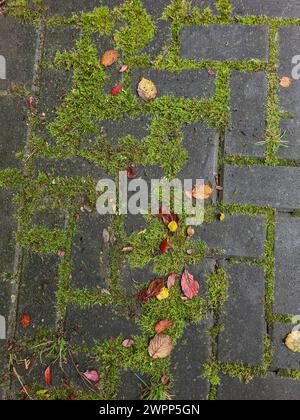 Moosbedeckte Pflastersteine und Herbstblätter in der Herbstsaison im Oktober Stockfoto