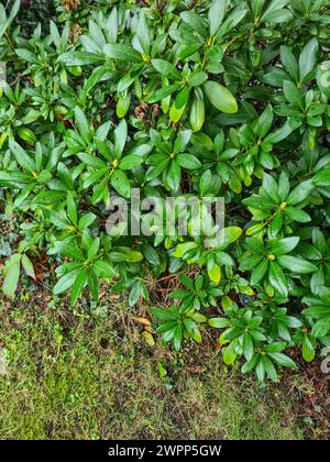 Blick auf einen immergrünen Rhododendron ohne Blumen im Garten im Oktober Stockfoto