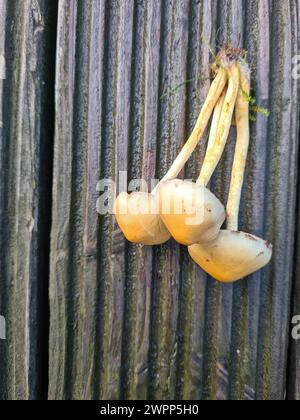 Frisch angebaute Pilze liegen in einem Haufen auf dem Holzboden der Terrasse Stockfoto