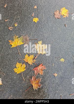 Gelbe Ahornblätter auf nasser Straße im Herbst Stockfoto