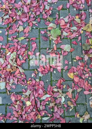 Verschiedene farbenfrohe Herbstblätter vom japanischen Pflaumenbaum und andere liegen nach einem Regenschauer auf den moosigen Pflastersteinen Stockfoto