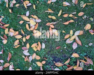 Verschiedene bunte Herbstblätter vom Kirschbaum liegen auf dem grünen Rasen Stockfoto