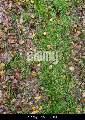 Verschiedene bräunliche Herbstblätter liegen nach einem Regenschauer nass im Gras und bedecken den Rasen, regnerischer Herbst, Deutschland Stockfoto