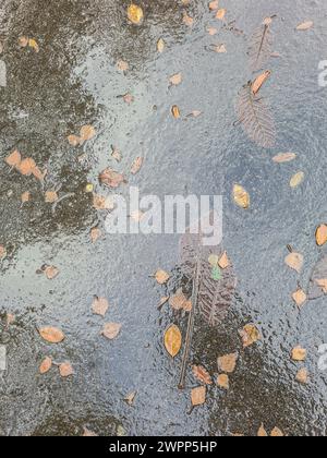 Nasse Straße mit Blättern auf Asphalt aufgrund von Regen Stockfoto