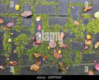 Bunte Herbstblätter auf moosbedeckten Pflastersteinen nach einem Regenschauer Stockfoto