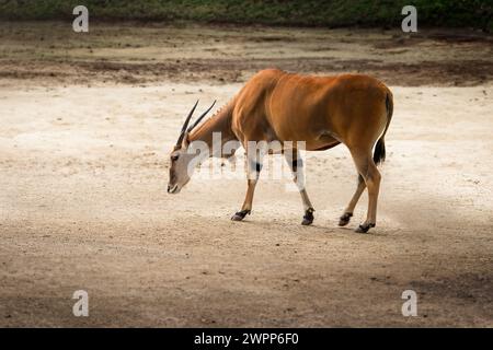 Antilope (Taurotragus oryx) Stockfoto