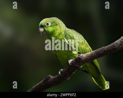 Gelb gekrönter Amazonas-Papagei (Amazona ochrocephala) Stockfoto