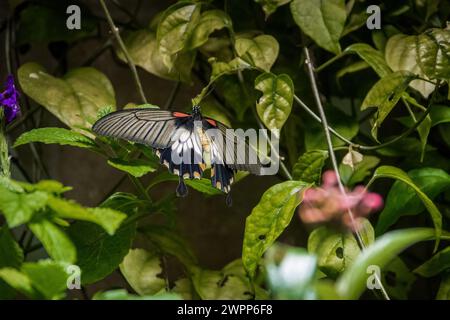 Weibchen großer gelber Mormon-Schmetterling (Papilio lowi) Stockfoto