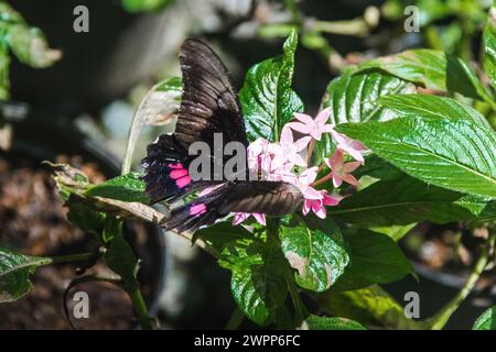 Rubinfleckiger Schwalbenschwanz-Schmetterling (Papilio anchisiades) Stockfoto