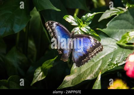 Peleides Blauer Morpho-Schmetterling (Morpho peleides) Stockfoto