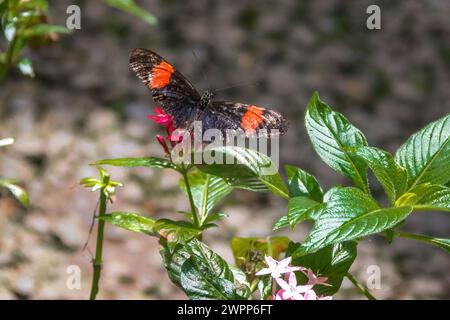 Wunderschöner Postmann-Schmetterling (Heliconius melpomene) Stockfoto