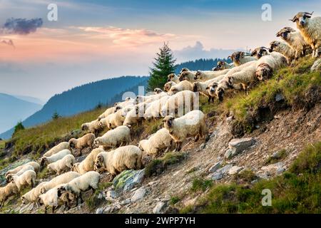 Schafherde steigen die Hänge in den Karpaten ab Stockfoto